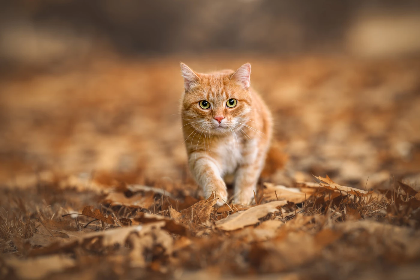 Autumn walk in the middle of winter