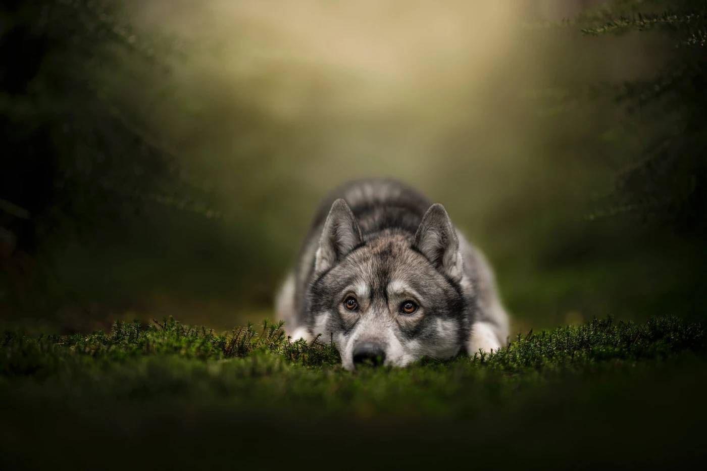 Beautiful boy Olaf in the woods on a green, natural carpet.