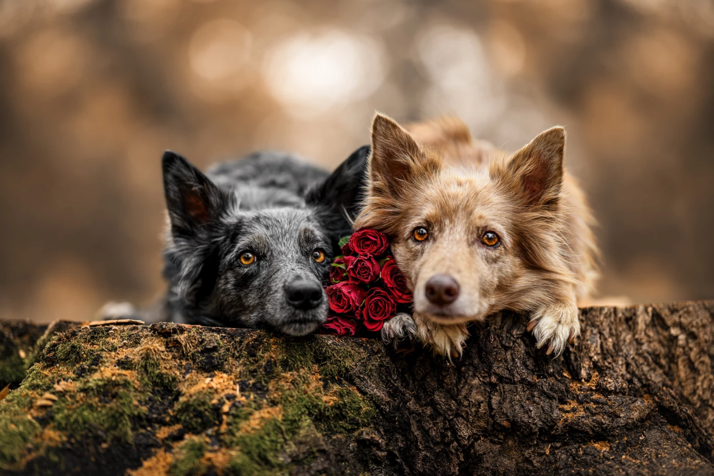 Eternal Companionship