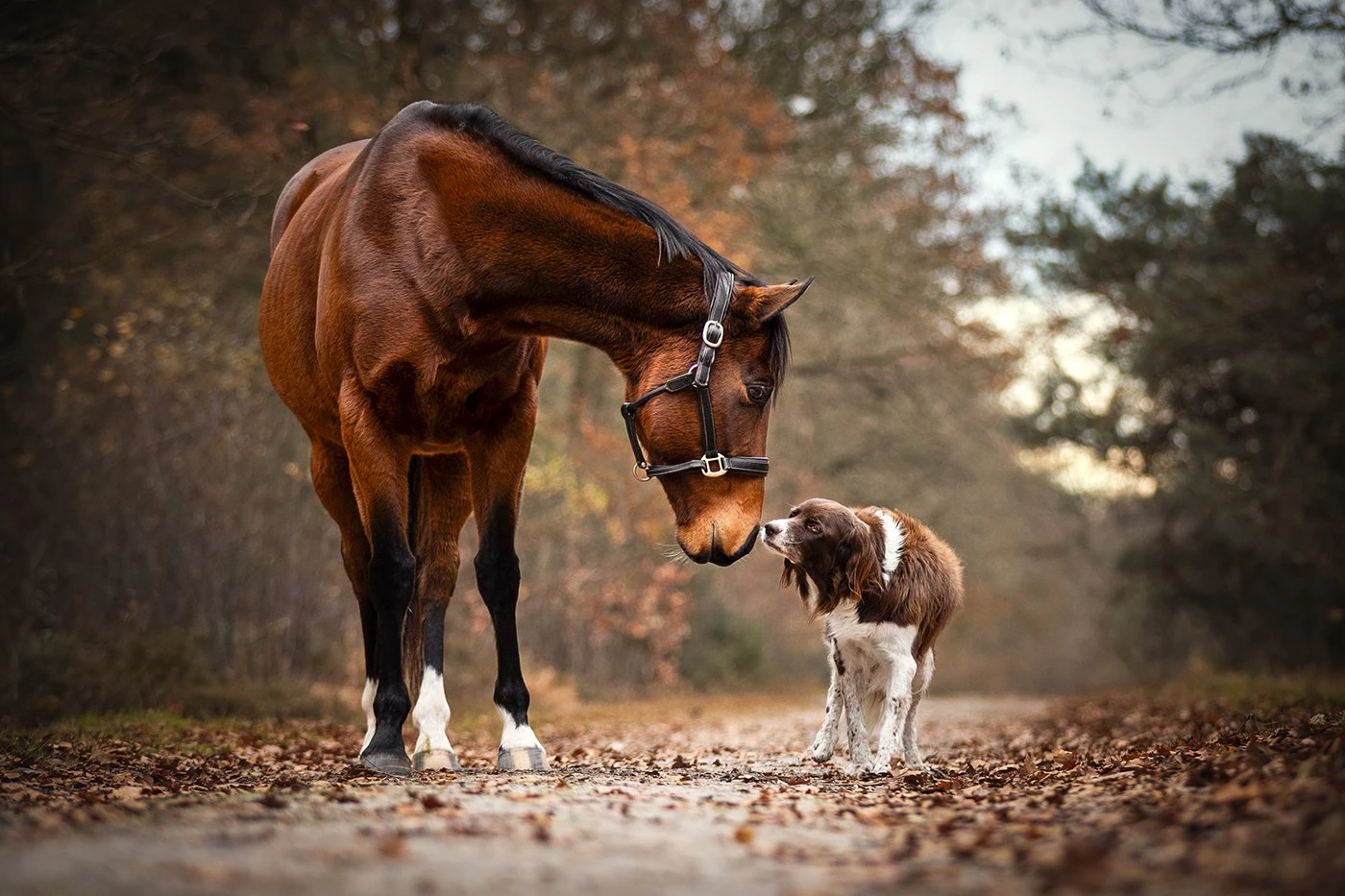 A magical moment! I love capturing animals together, and a dog and a horse are both so beautiful.