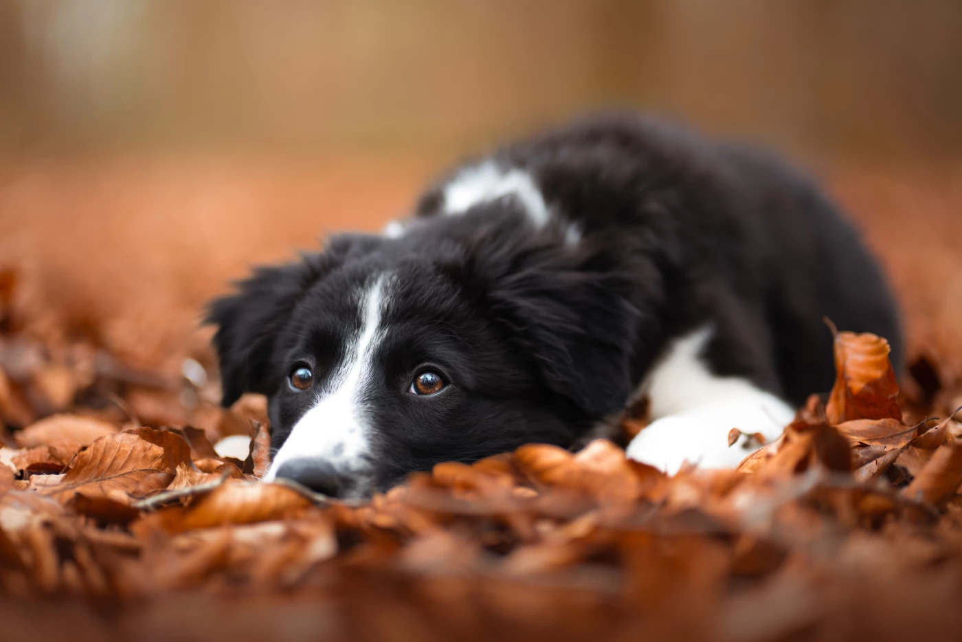 This is Border Collie puppy Spike lying down in the fallen leaves at the beginning of spring. This s...