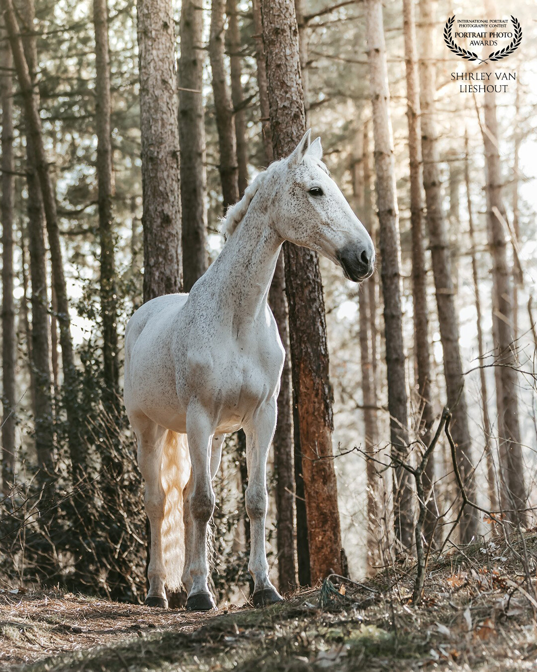 Gorgeous white horse 'Cumlaude' in the forest. The sun is peeking through the leaves and shines beautifully on her head. I love this picture, it is so serene.