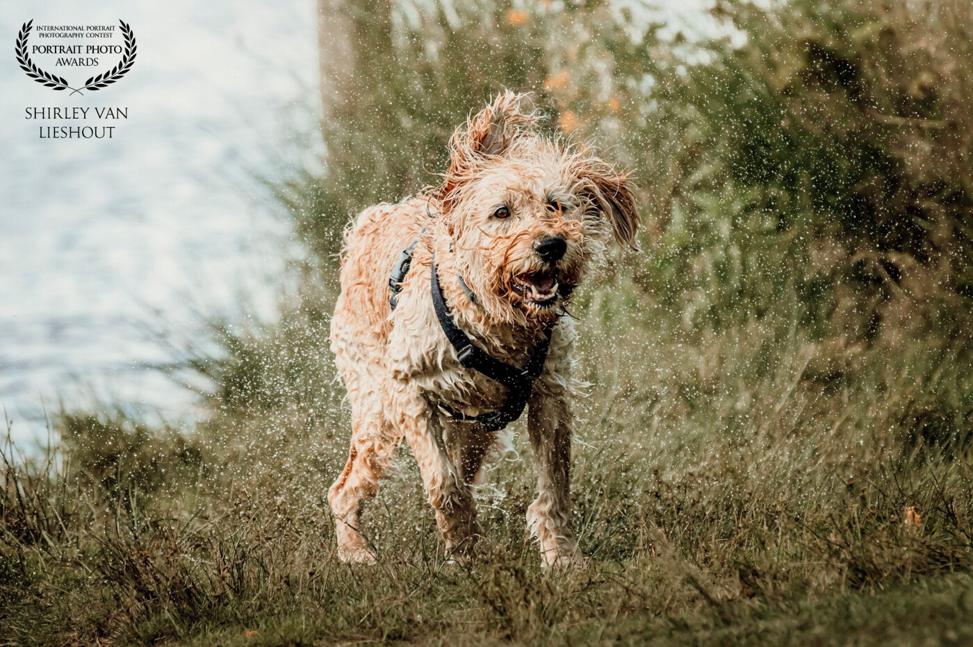 This lovely dog is Duco. I took this photo during a photography session of him and his owner for her business website. She owns a company in coaching people and their dogs  with the help of Duco. Being and stay playful in your life is important and that's exactly what Duco is showing us!
