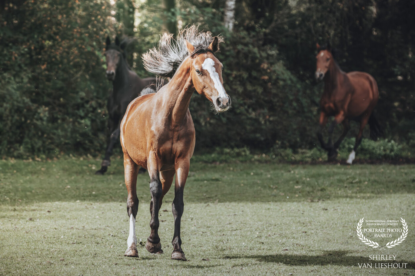 Young horses playing and enjoying themselves in the field. I love such pictures!