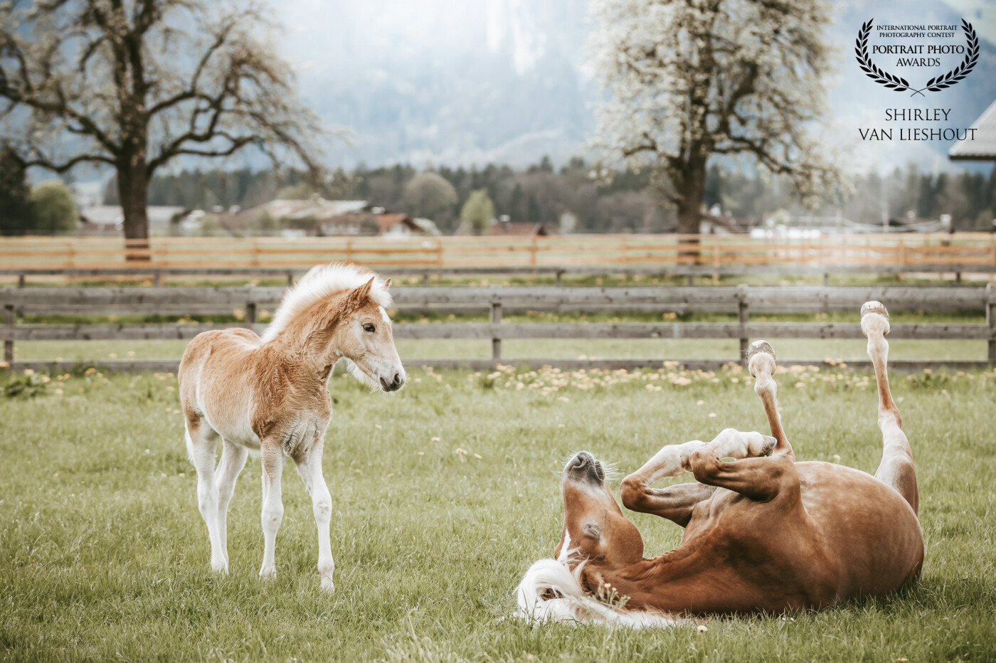 Lovely Haflinger foal with her mummy who is teaching her how to have a nice rollover. This photo was taken during my holiday in Austria at the Fohlenhof Ebbs Stud farm.